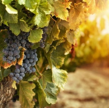 Второй молодежный форум "Молодая лоза"